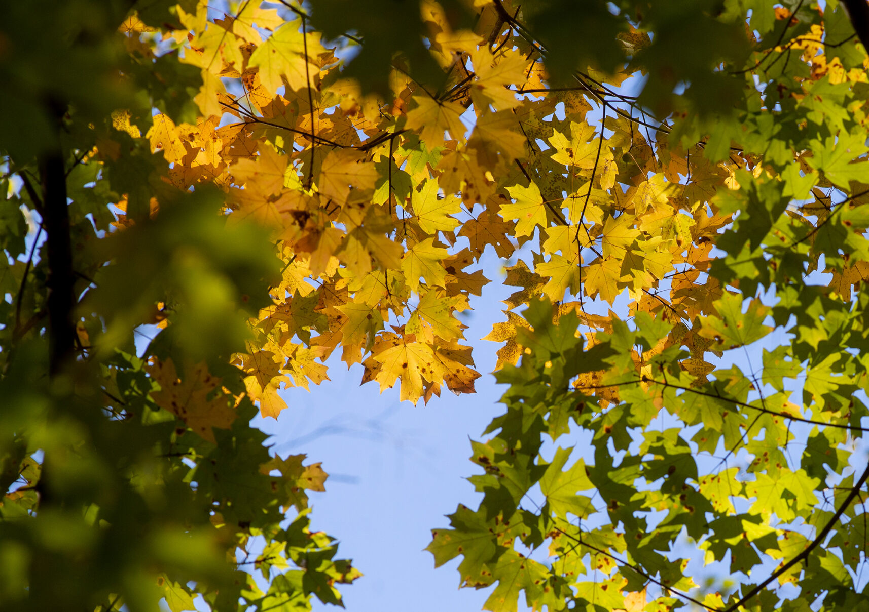 Fall Color